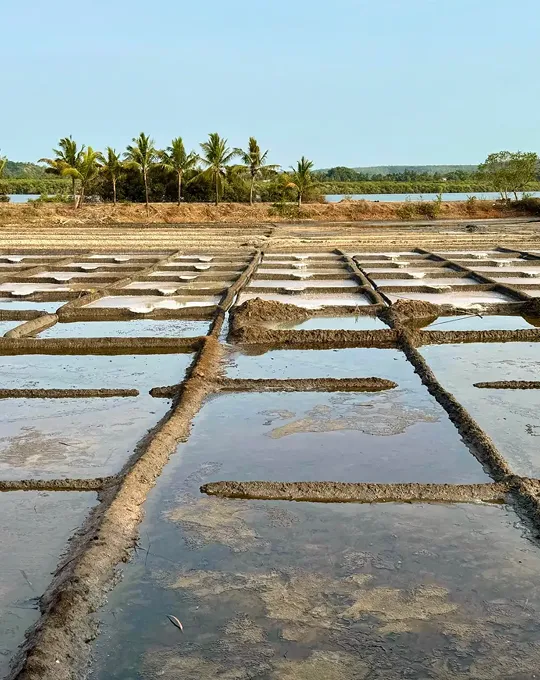 Building bunds for salt field infrastructure development by Surbhi Earthmover